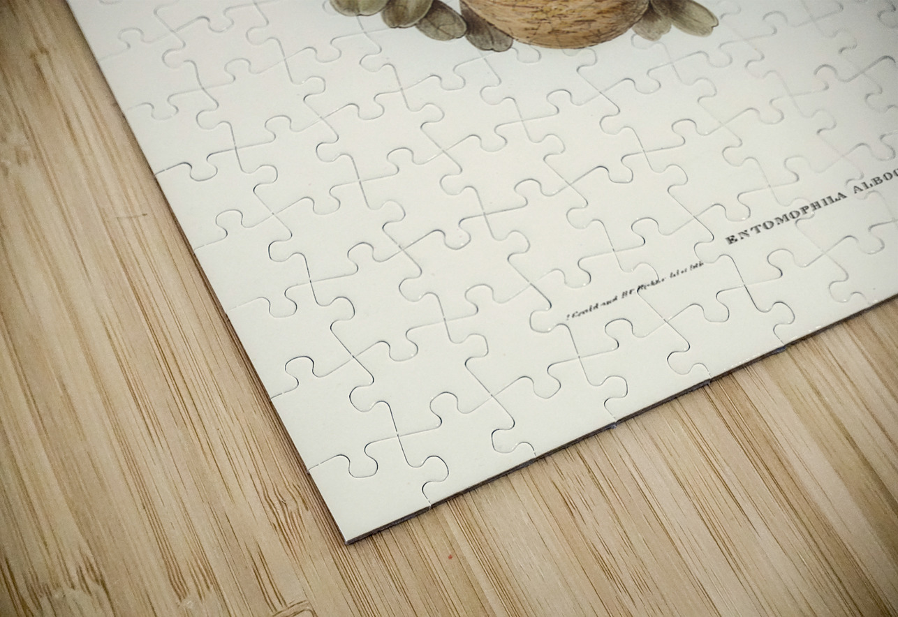 White-throated Honey-eater Entomophila albogularis illustrated by Elizabeth Gould 1804–1841 for John Gould’s 1804-1881 Birds of Australia  IStockHistory com Puzzle