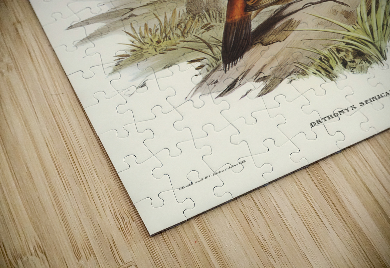 Spine-tailed Orthonyx Orthonyx spinicaudus illustrated by Elizabeth Gould 1804–1841 for John Gould’s 1804-1881 Birds of Australia  IStockHistory com Puzzle