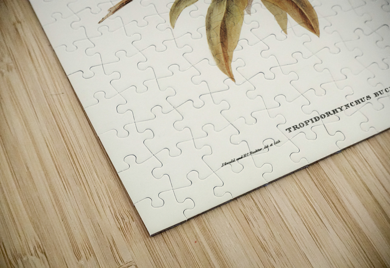 Helmeted Honey-eater Tropidorhynchus Buceroides illustrated by Elizabeth Gould 1804–1841 for John Gould’s 1804-1881 Birds of Australia  IStockHistory com Puzzle