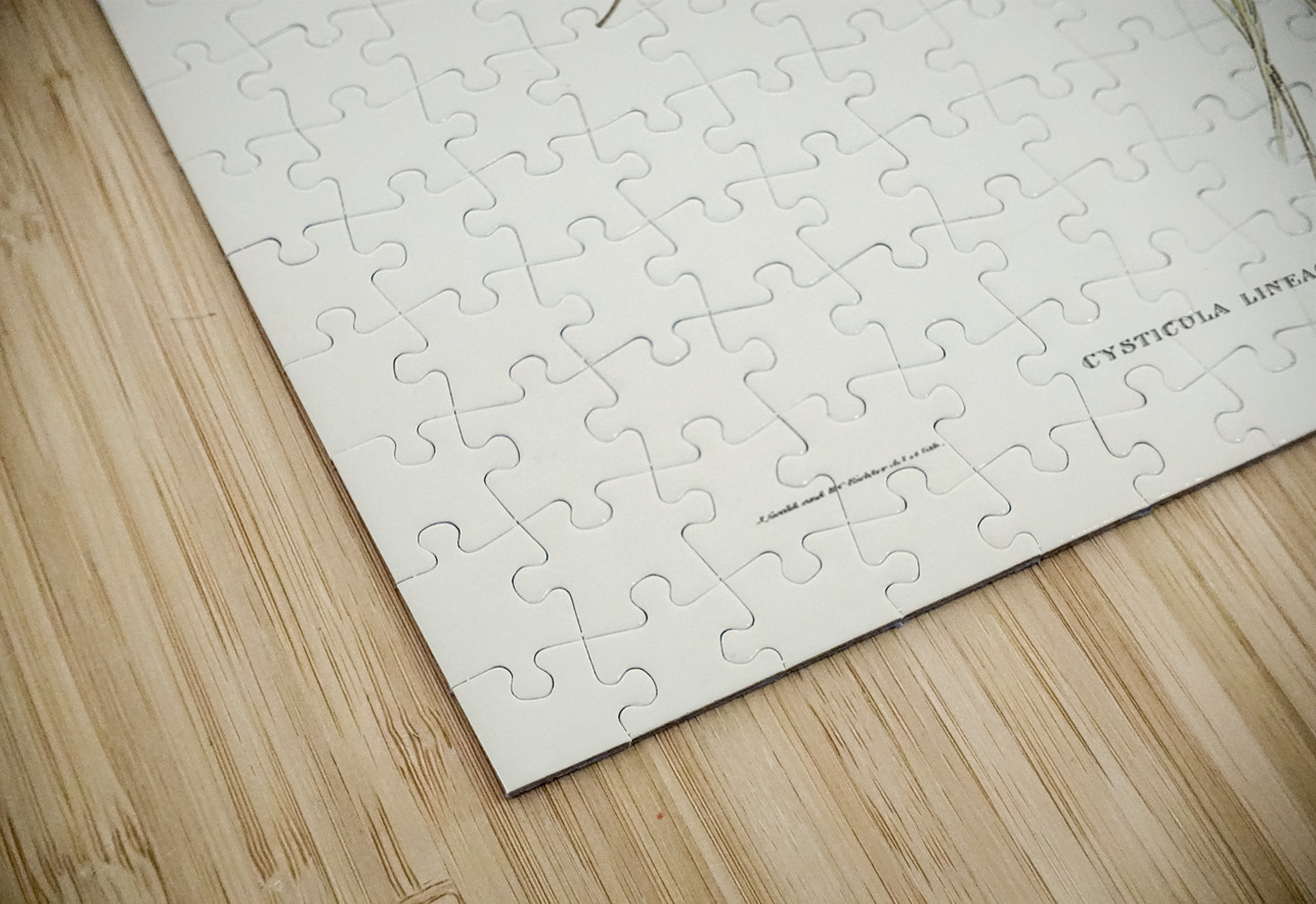 Lineated Warbler Cysticola lineocapilla illustrated by Elizabeth Gould 1804–1841 for John Gould’s 1804-1881 Birds of Australia  IStockHistory com Puzzle