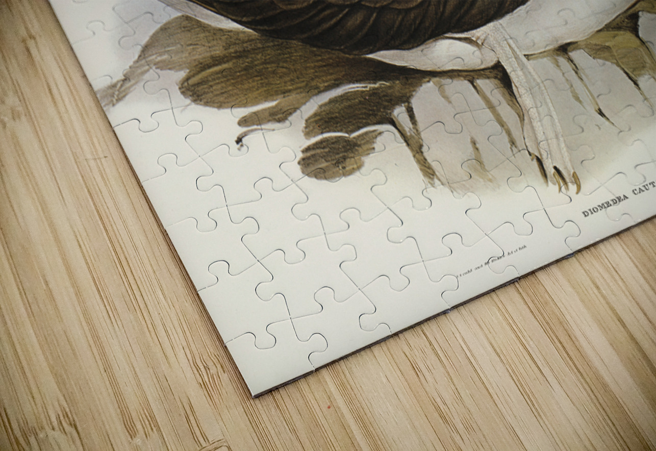 Cautious Albatros Diomedea cauta illustrated by Elizabeth Gould 1804–1841 for John Gould’s 1804-1881 Birds of Australia  IStockHistory com Puzzle