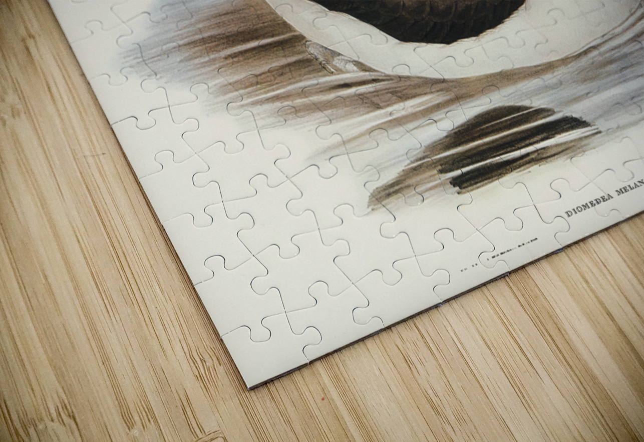 Black-eyebrowed Albatros Diomedea melanophrys illustrated by Elizabeth Gould 1804–1841 for John Gould’s 1804-1881 Birds of Australia  IStockHistory com Puzzle