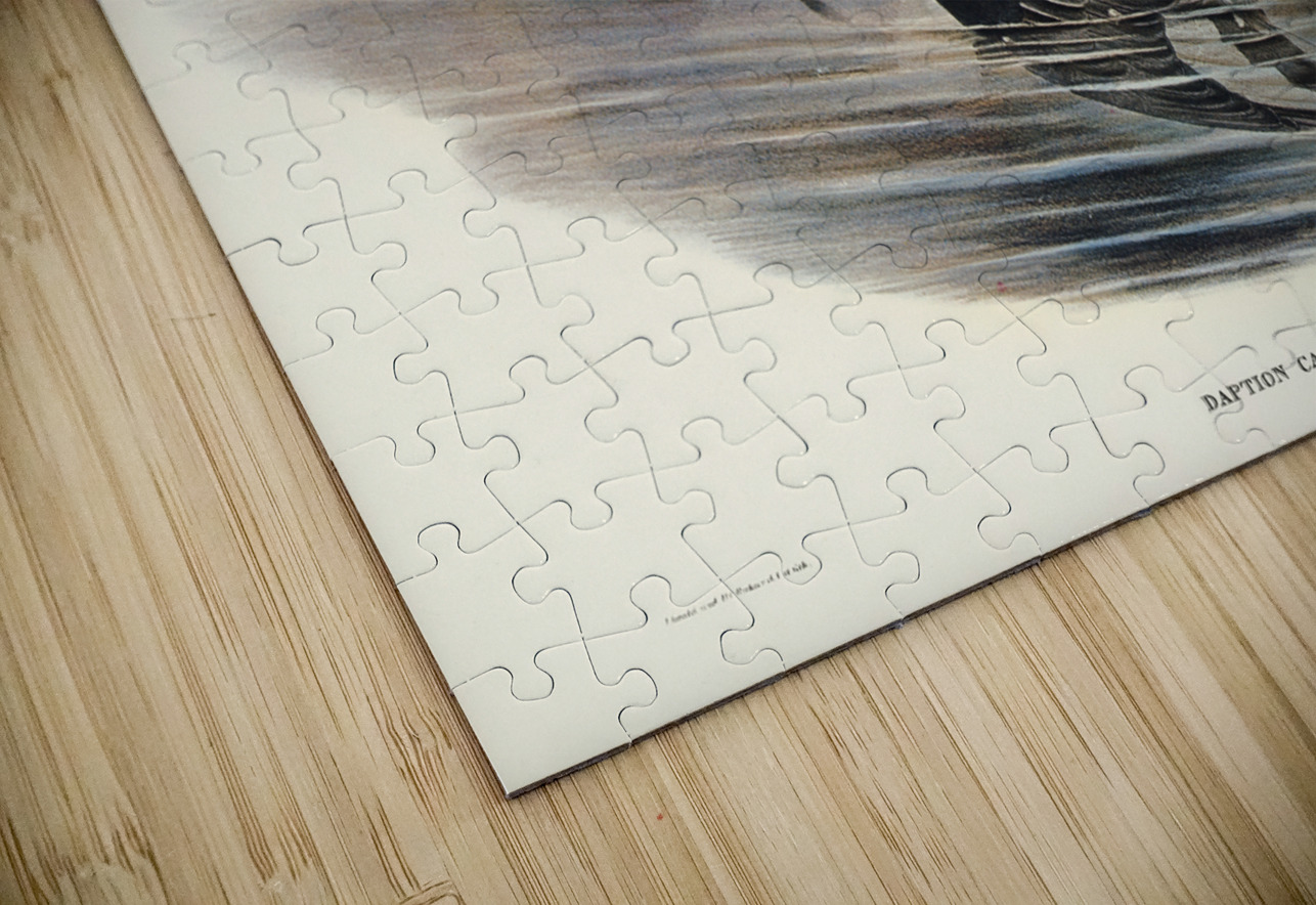 Cape Petrel Daption Capensis illustrated by Elizabeth Gould 1804–1841 for John Gould’s 1804-1881 Birds of Australia  IStockHistory com Puzzle