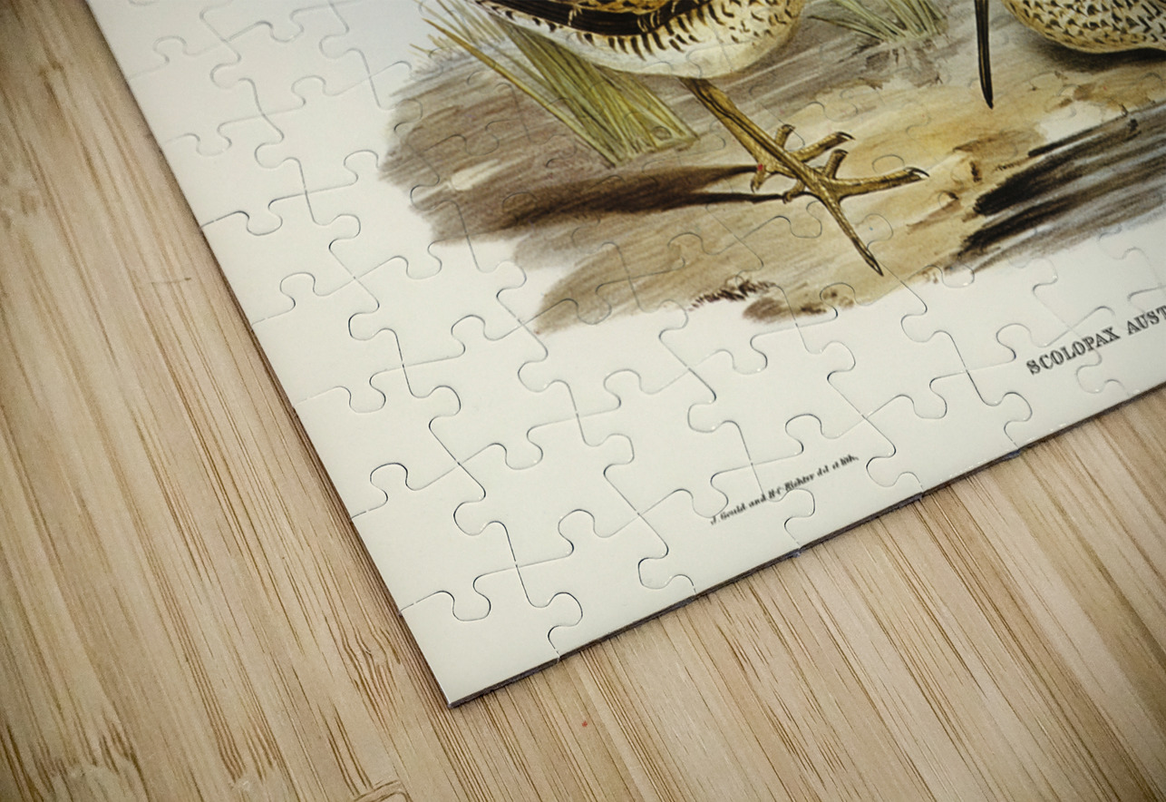 New Holland Snipe Scolopax Australis illustrated by Elizabeth Gould 1804–1841 for John Gould’s 1804-1881 Birds of Australia  IStockHistory com Puzzle