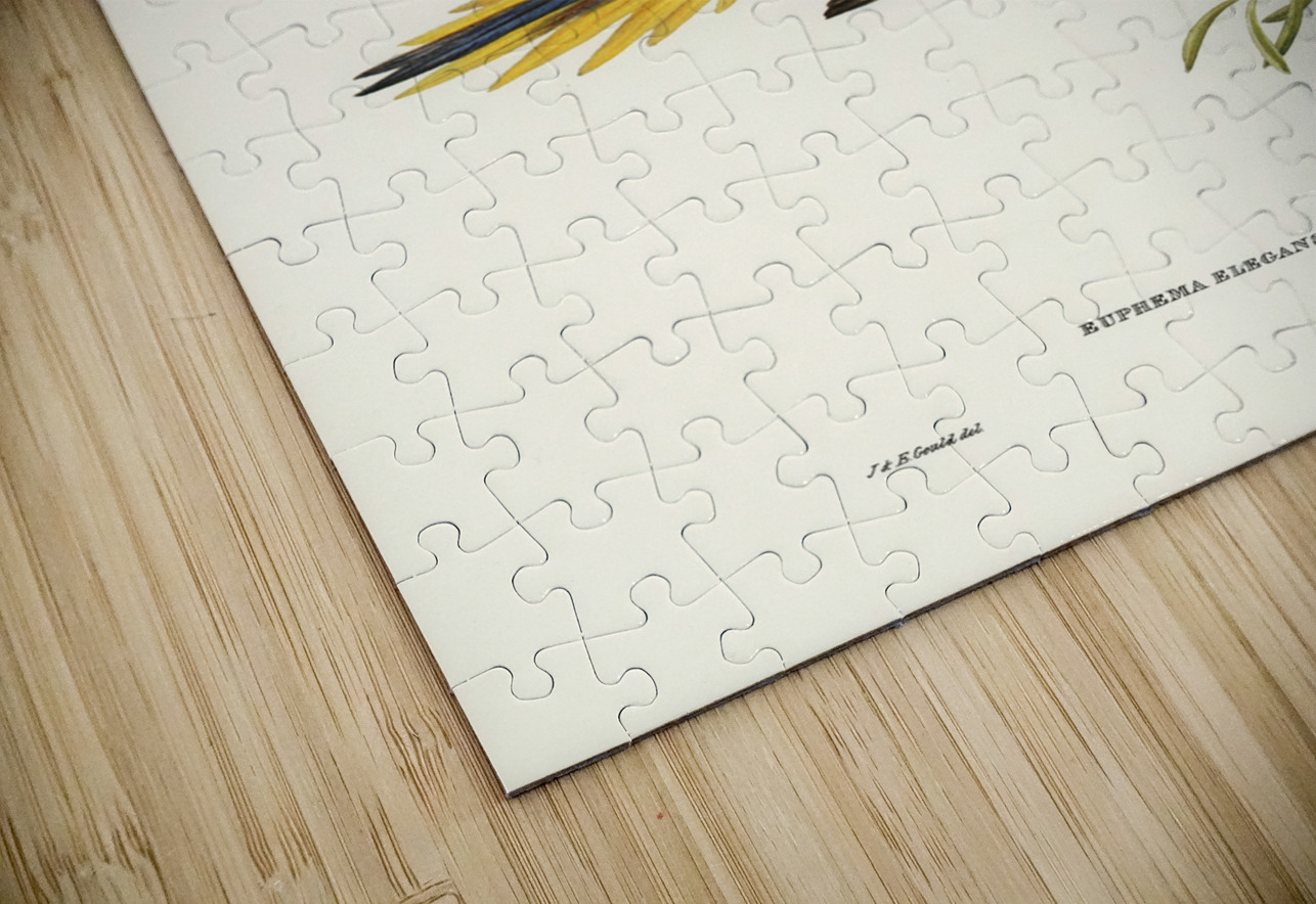 Elegant Grass-Parakeet Euphema elegans illustrated by Elizabeth Gould 1804–1841 for John Gould’s 1804-1881 Birds of Australia  IStockHistory com Puzzle