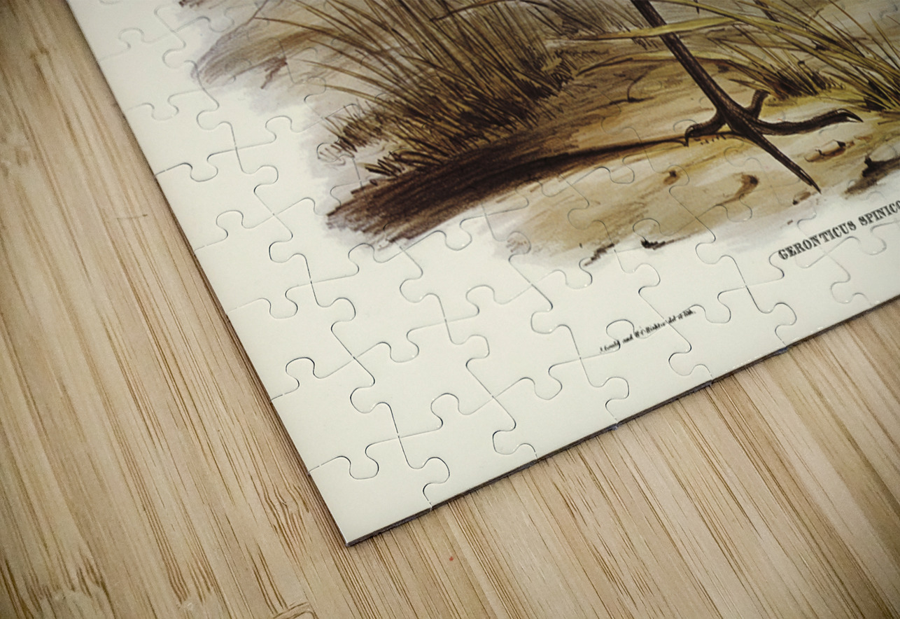 Straw-necked Ibis Geronticus spinicollis illustrated by Elizabeth Gould 1804–1841 for John Gould’s 1804-1881 Birds of Australia  IStockHistory com Puzzle