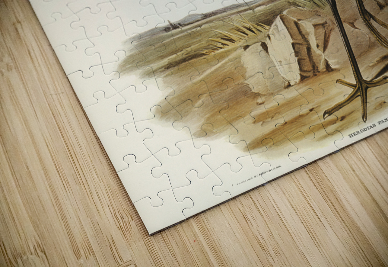 Sombre Egret Herodias pannosus illustrated by Elizabeth Gould 1804–1841 for John Gould’s 1804-1881 Birds of Australia  IStockHistory com Puzzle