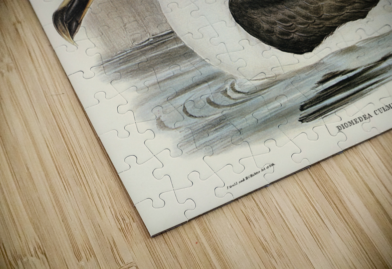 Culminated Albatros Diomedea culminata illustrated by Elizabeth Gould 1804–1841 for John Gould’s 1804-1881 Birds of Australia  IStockHistory com Puzzle