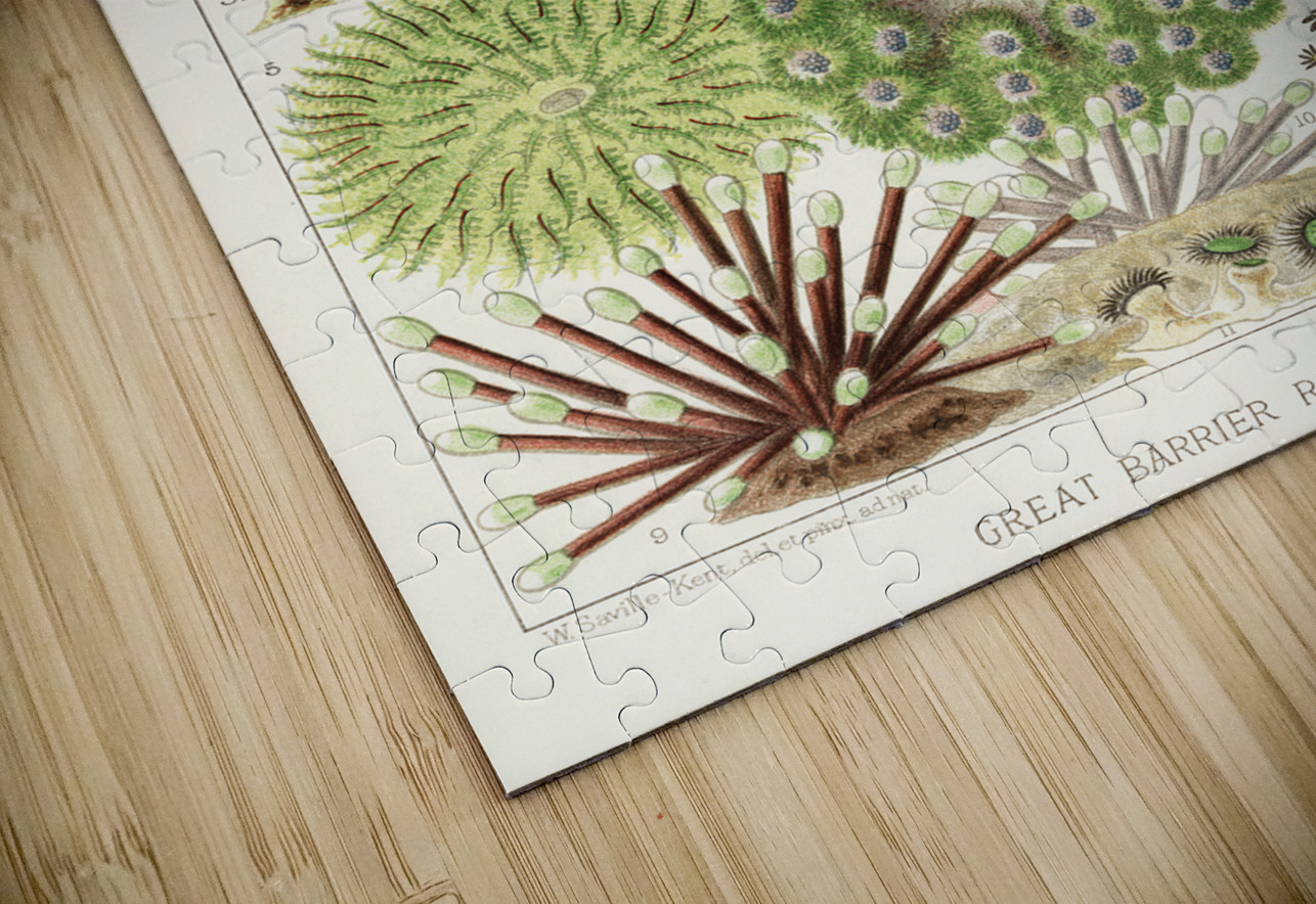 Great Barrier Reef Anemones from The Great Barrier Reef of Australia 1893 by William Saville-Kent 1845-1908. Fig 1 : Palythoa caesiaFig 2 : Rhodactis HowesiiFig 3 : Haterodactyla HemprichiiFig 4 : Acrozoanthus australioeFig 5 : phymanthus muscorumFi IStockHistory com Puzzle
