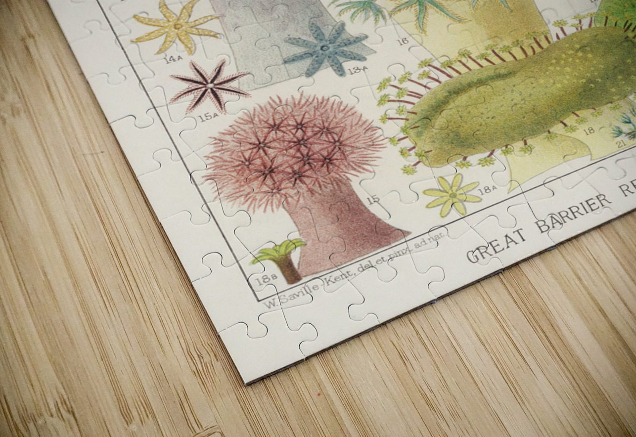 Barrier Reef Anemones from The Great Barrier Reef of Australia 1893 by William Saville-Kent 1845-1908.  IStockHistory com Puzzle