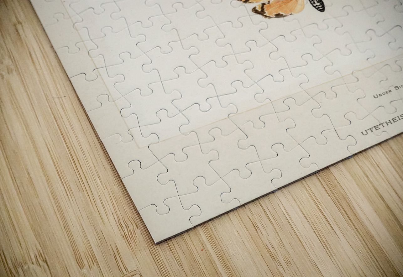 Bella Moth Utetheisia Bella from Moths and butterflies of the United States 1900 by Sherman F. Denton 1856-1937.  IStockHistory com Puzzle