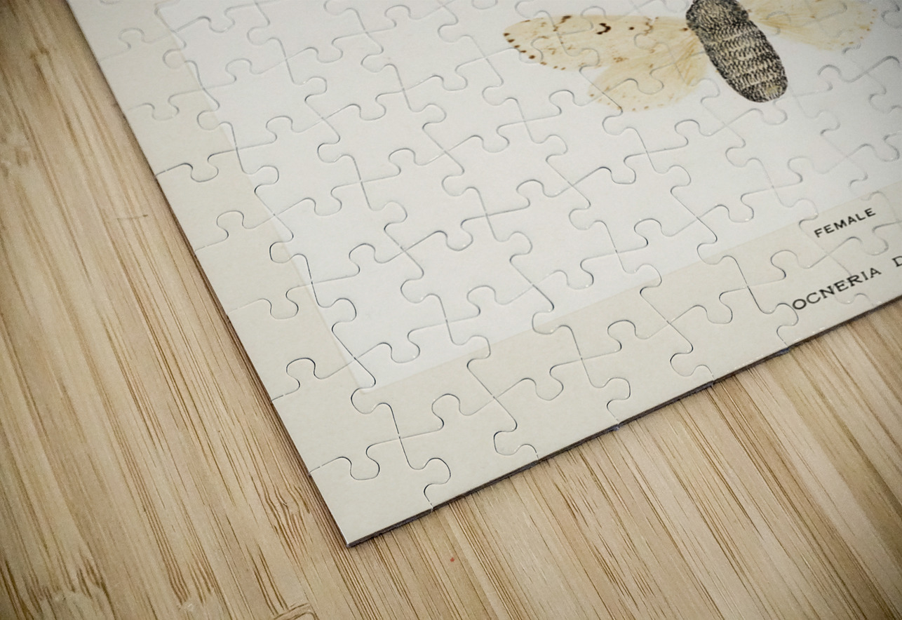 Gypsy Moth - Male Female Ocneria Dispar from Moths and Butterflies of the United States 1900 by Sherman F. Denton 1856-1937.  IStockHistory com Puzzle