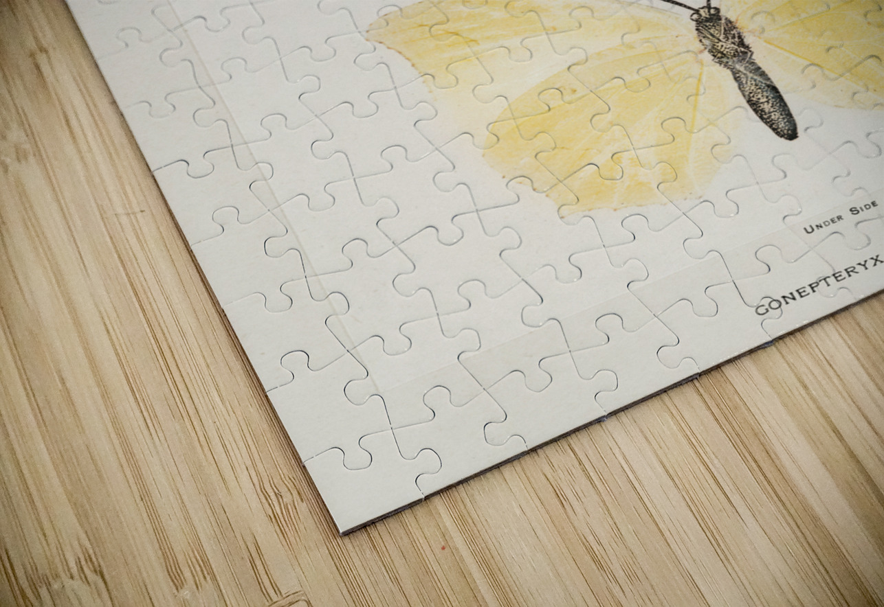 Aphrodite Fritillary Argynnis Aphrodite from Moths and butterflies of the United States 1900 by Sherman F. Denton 1856-1937.  IStockHistory com Puzzle