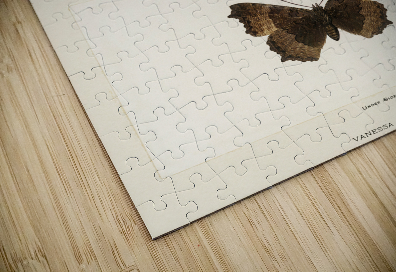 Fire-rim Tortoiseshell Vanessa Milberti from Moths and butterflies of the United States 1900 by Sherman F. Denton 1856-1937.  IStockHistory com Puzzle