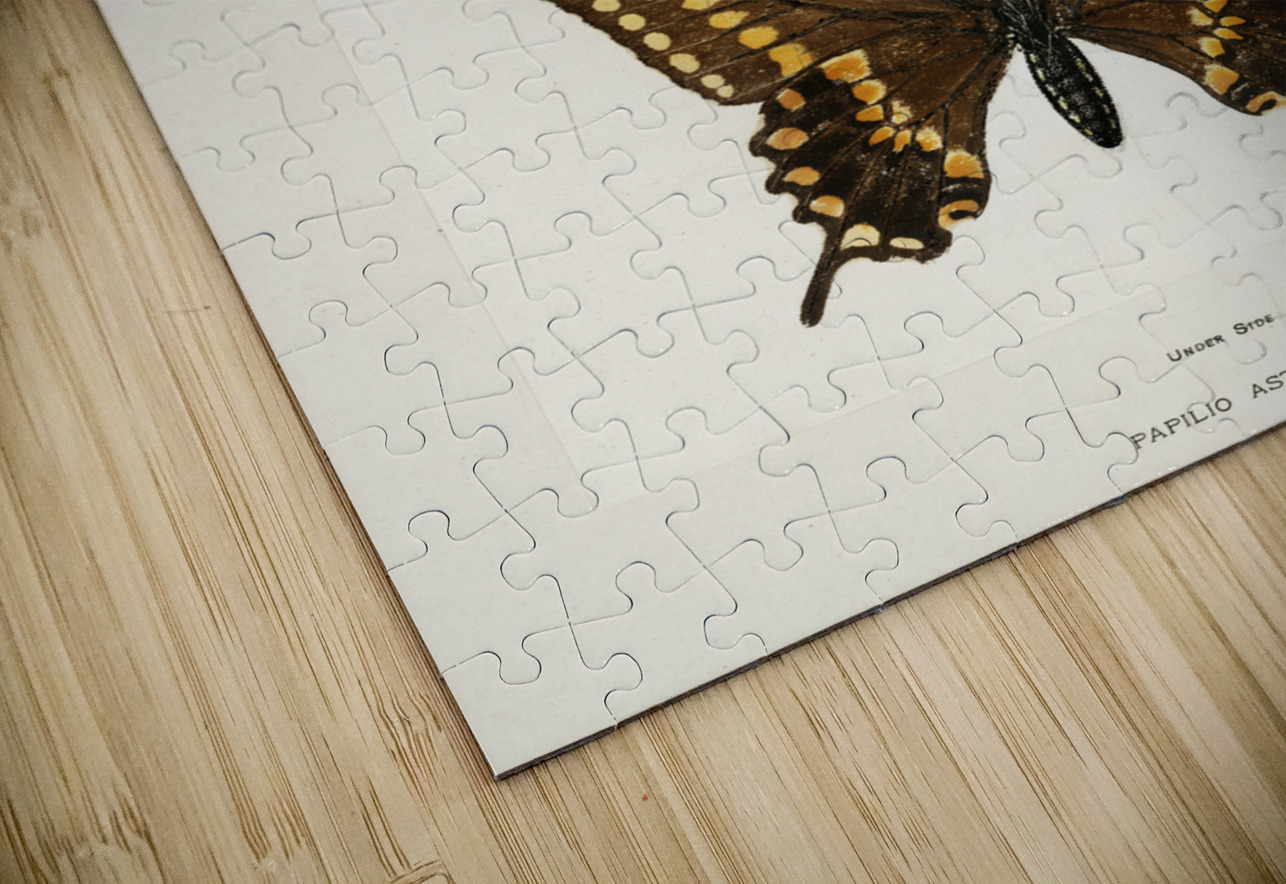 Black Swallowtail Papilio Asterias from Moths and butterflies of the United States 1900 by Sherman F. Denton 1856-1937.  IStockHistory com Puzzle