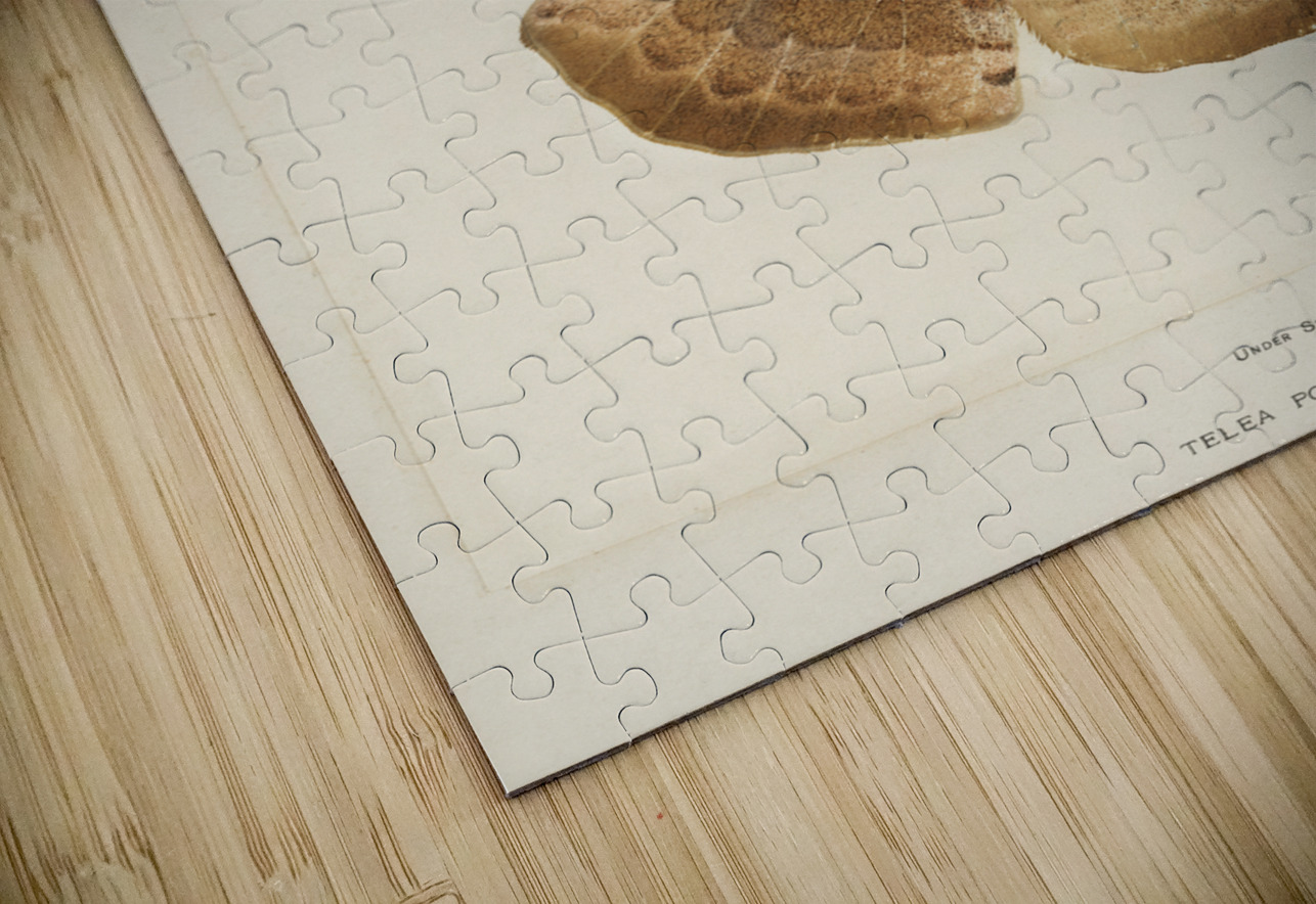 Polyphemus Moth Telea Polyphemus from Moths and Butterflies of the United States 1900 by Sherman F. Denton 1856-1937.  IStockHistory com Puzzle