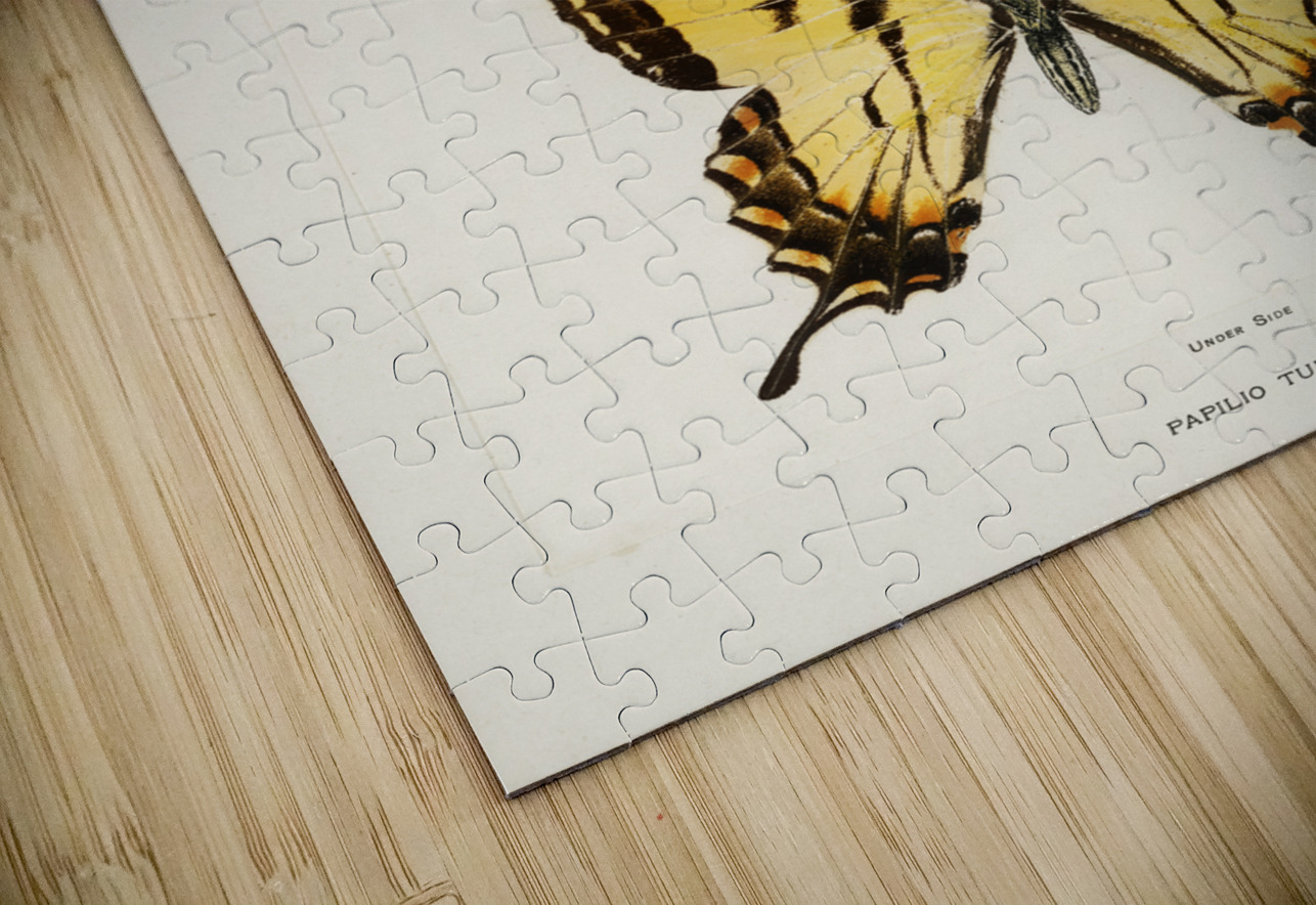 Eastern Tiger Swallowtail Papilio Turnus from Moths and butterflies of the United States 1900 by Sherman F. Denton 1856-1937.  IStockHistory com Puzzle