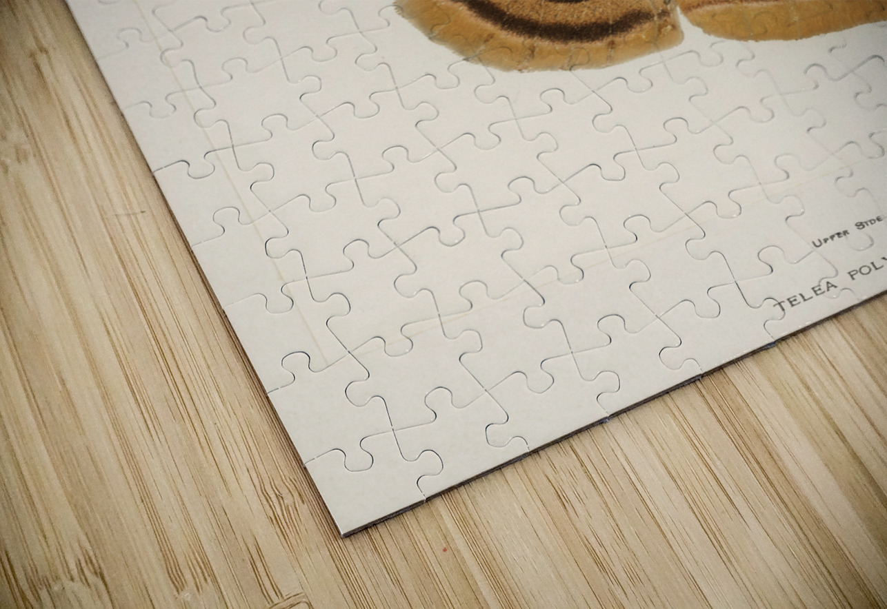 Polyphemus Moth Telea Polyphemus from Moths and Butterflies of the United States 1900 by Sherman F. Denton 1856-1937.  IStockHistory com Puzzle