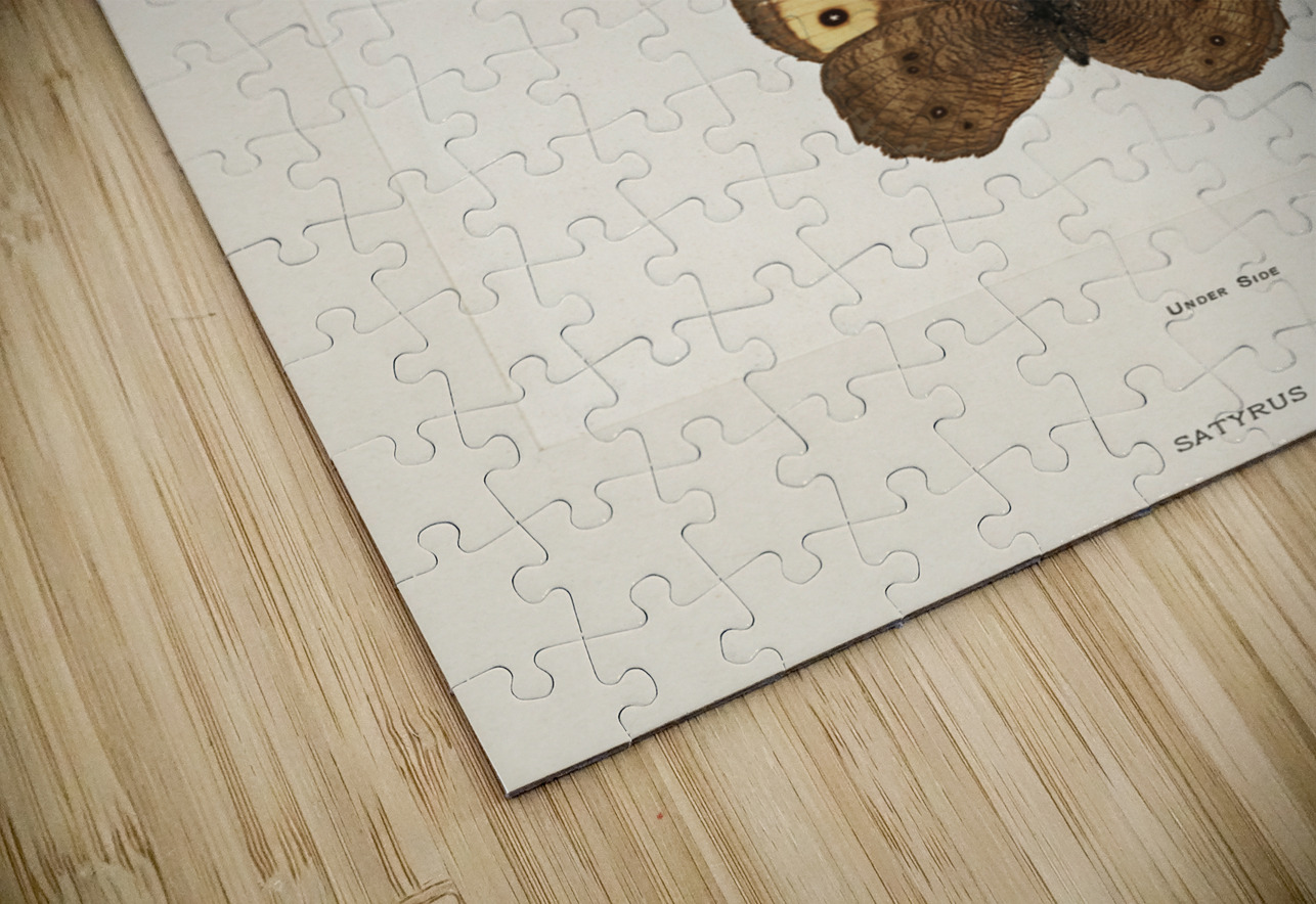 Wood-nymph Satyrus Alope from Moths and butterflies of the United States 1900 by Sherman F. Denton 1856-1937.  IStockHistory com Puzzle