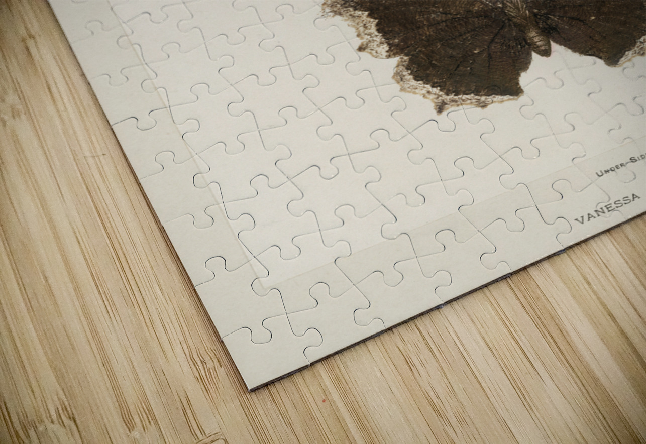 Mourning Cloak Vanessa Antiopa from Moths and butterflies of the United States 1900 by Sherman F. Denton 1856-1937.  IStockHistory com Puzzle