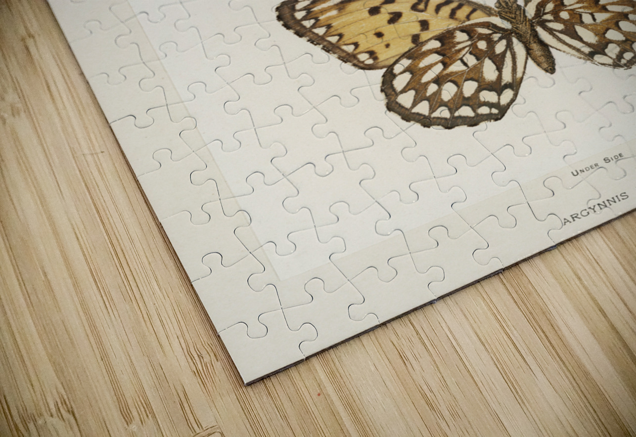 Regal Fritillary Argynnis Idalia from Moths and butterflies of the United States 1900 by Sherman F. Denton 1856-1937.  IStockHistory com Puzzle