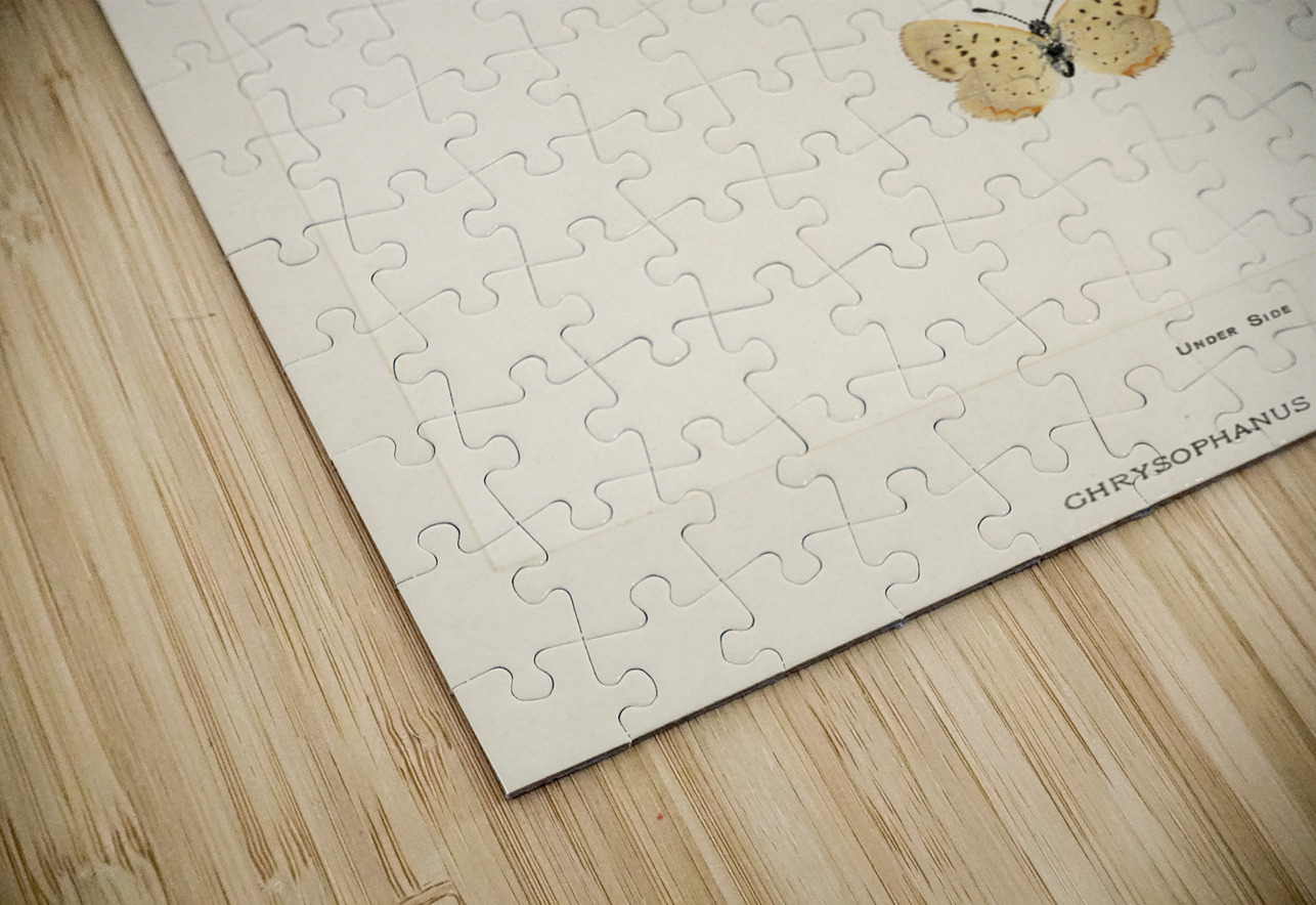 Giant Swallowtail Papilio Cresphontes from Moths and butterflies of the United States 1900 by Sherman F. Denton 1856-1937.  IStockHistory com Puzzle