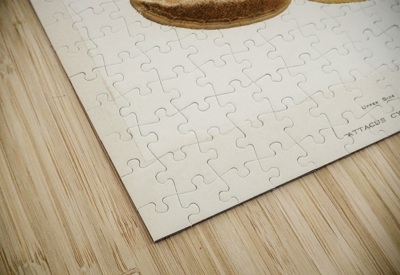 Ailanthus Silkmoth Attacus Cynthia from Moths and Butterflies of the United States 1900 by Sherman F. Denton 1856-1937.  IStockHistory com Puzzle