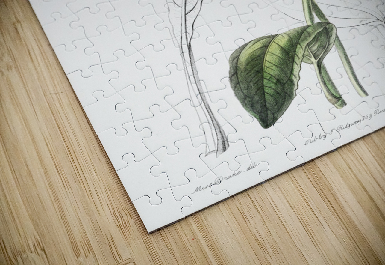 Mr. Dicksons echinacea from Edwards Botanical Register 1829-1847  by Sydenham Edwards John Lindley and James Ridgway. IStockHistory com Puzzle