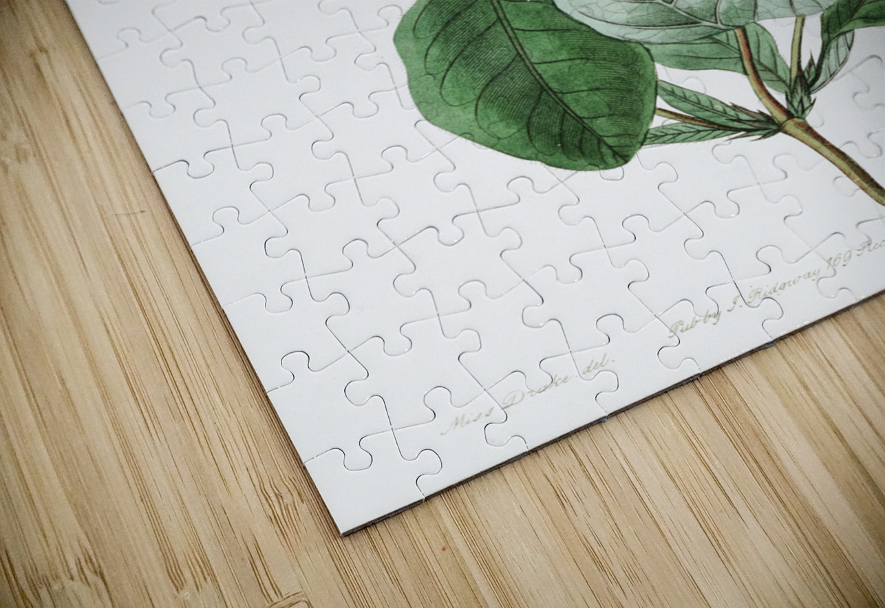 The north-west honeysuckle from Edwards Botanical Register 1829-1847  by Sydenham Edwards John Lindley and James Ridgway. IStockHistory com Puzzle