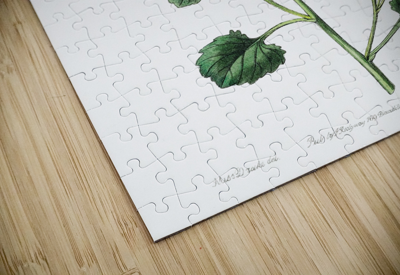 Dalmatian wall campanula flower from Edwards Botanical Register 1829-1847  by Sydenham Edwards John Lindley and James Ridgway. IStockHistory com Puzzle