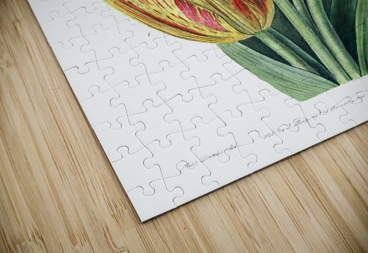 Rough stemmed tulip from Edwards Botanical Register 1829-1847  by Sydenham Edwards John Lindley and James Ridgway. IStockHistory com Puzzle