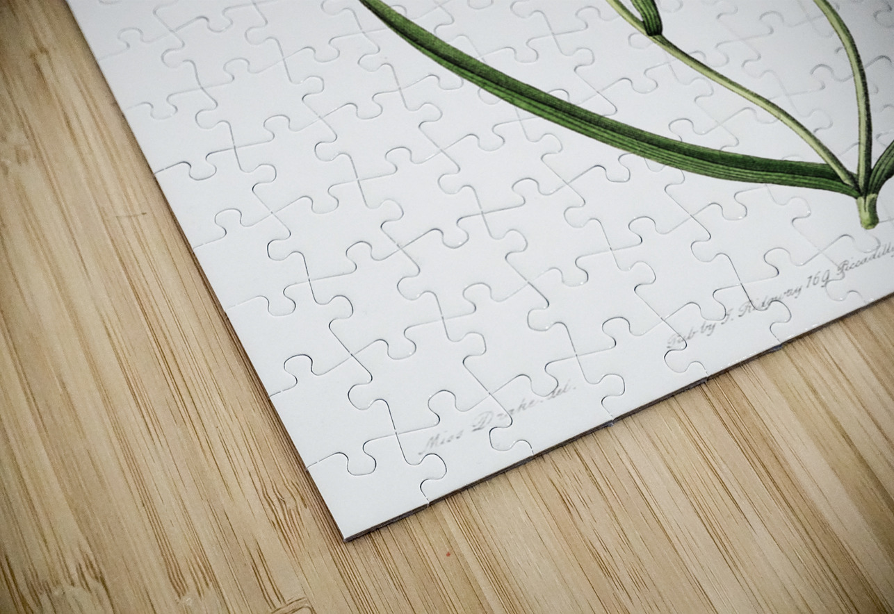 atiny calochortus from Edwards Botanical Register 1829-1847  by Sydenham Edwards John Lindley and James Ridgway. IStockHistory com Puzzle