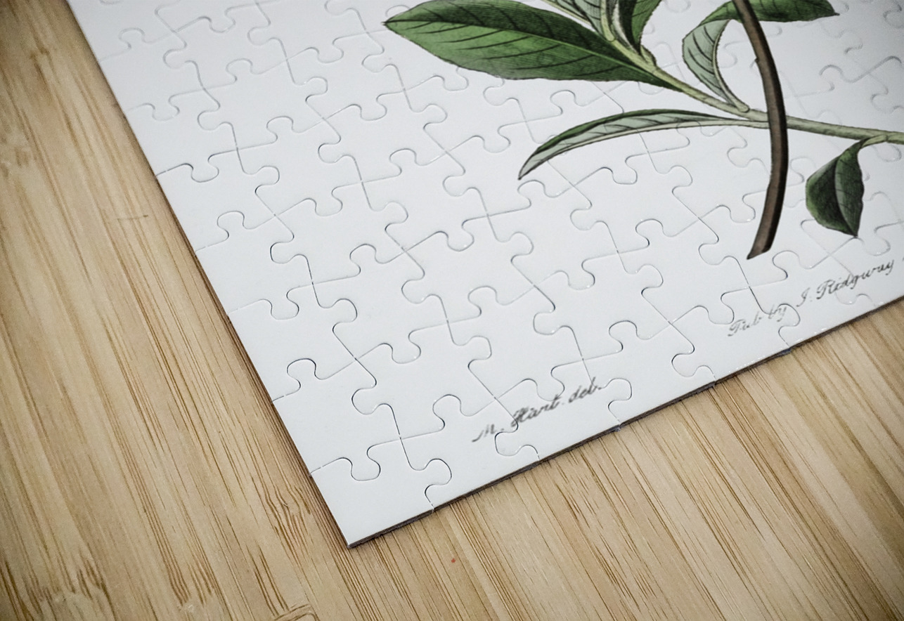 Changeable pontic azalea from Edwards Botanical Register 1829-1847  by Sydenham Edwards John Lindley and James Ridgway. IStockHistory com Puzzle