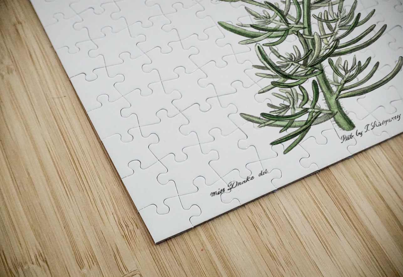 Sky blue alona from Edwards Botanical Register 1829-1847  by Sydenham Edwards John Lindley and James Ridgway. IStockHistory com Puzzle