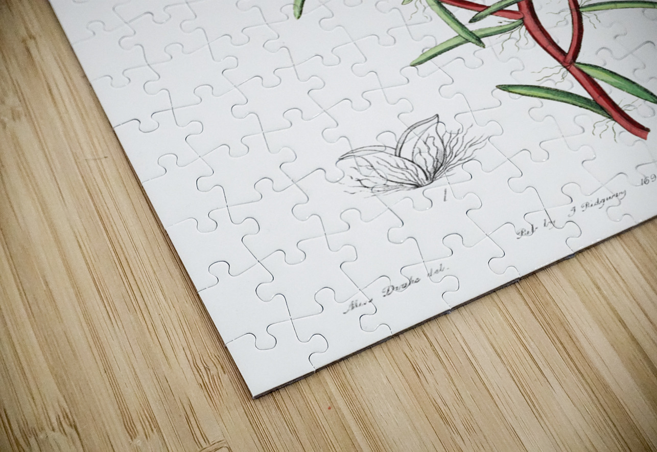 Portulaca splendens from Edwards Botanical Register 1829-1847  by Sydenham Edwards John Lindley and James Ridgway. IStockHistory com Puzzle