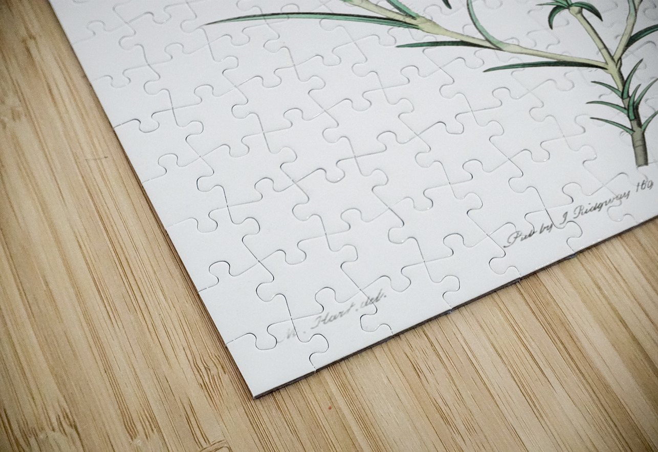 Shewy phlox from Edwards Botanical Register 1829-1847  by Sydenham Edwards John Lindley and James Ridgway. IStockHistory com Puzzle