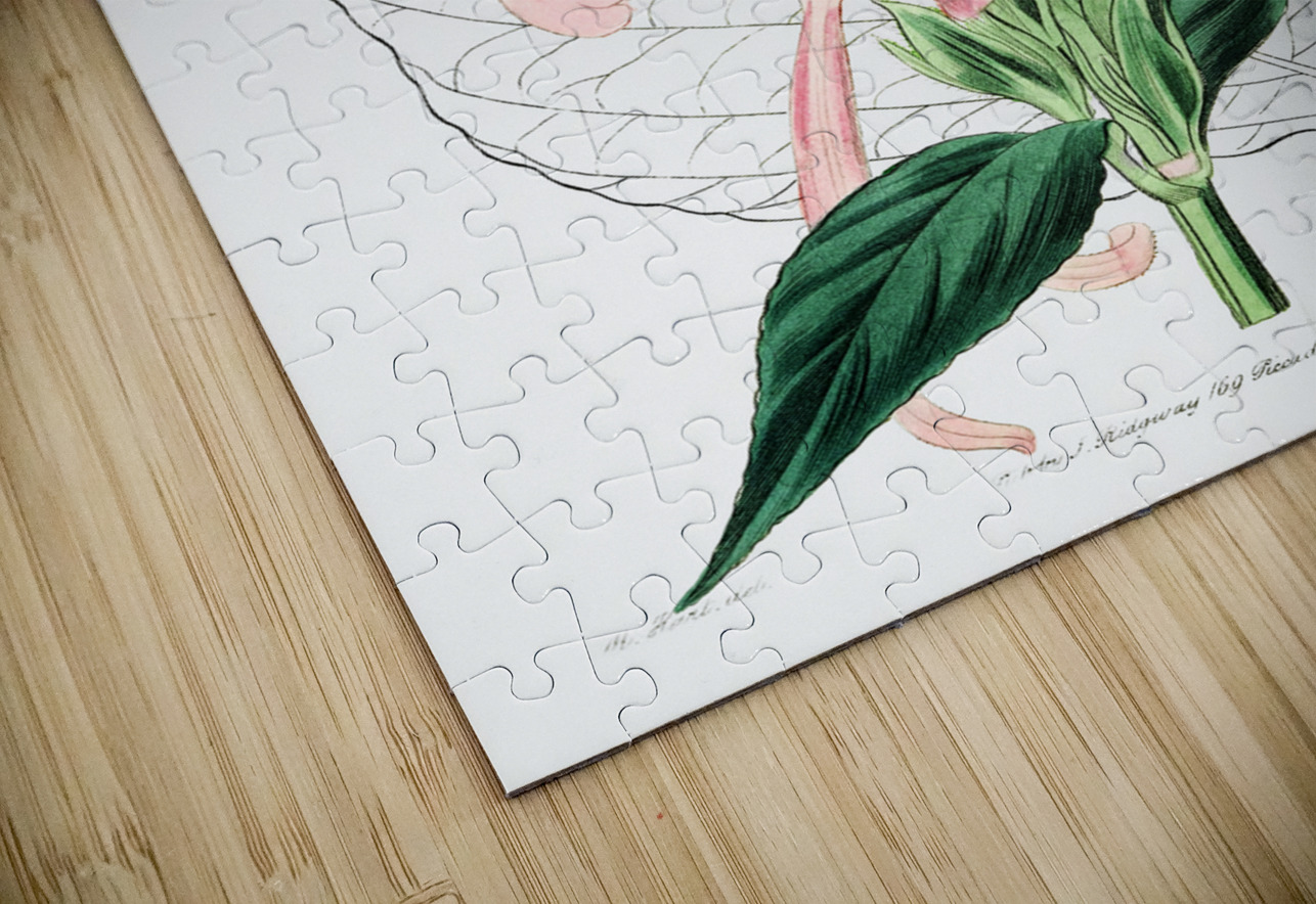 Flesh-colored justicia from Edwards Botanical Register 1829-1847  by Sydenham Edwards John Lindley and James Ridgway. IStockHistory com Puzzle