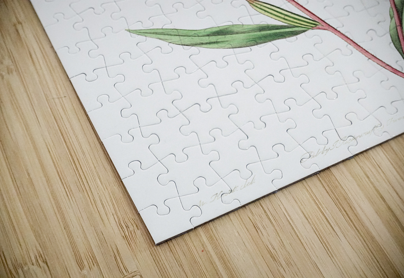 Pale Corona Amaryllis from Edwards Botanical Register 1829-1847  by Sydenham Edwards John Lindley and James Ridgway. IStockHistory com Puzzle