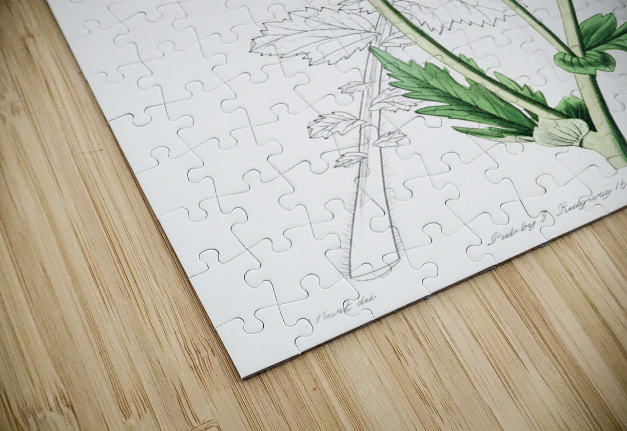 Chilian Guem from Edwards Botanical Register 1829-1847  by Sydenham Edwards John Lindley and James Ridgway. IStockHistory com Puzzle