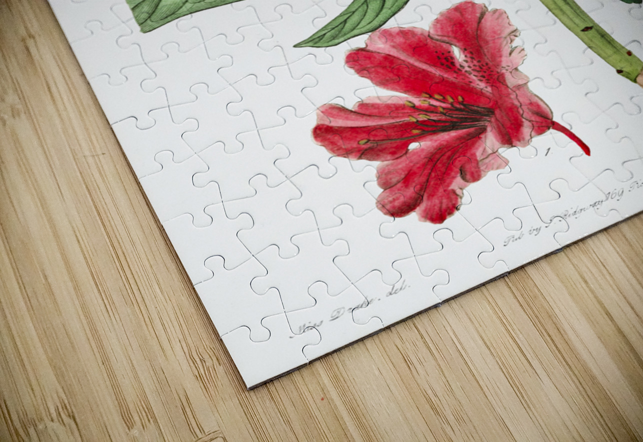 The lovely rhododendron from Edwards Botanical Register 1829-1847  by Sydenham Edwards John Lindley and James Ridgway. IStockHistory com Puzzle