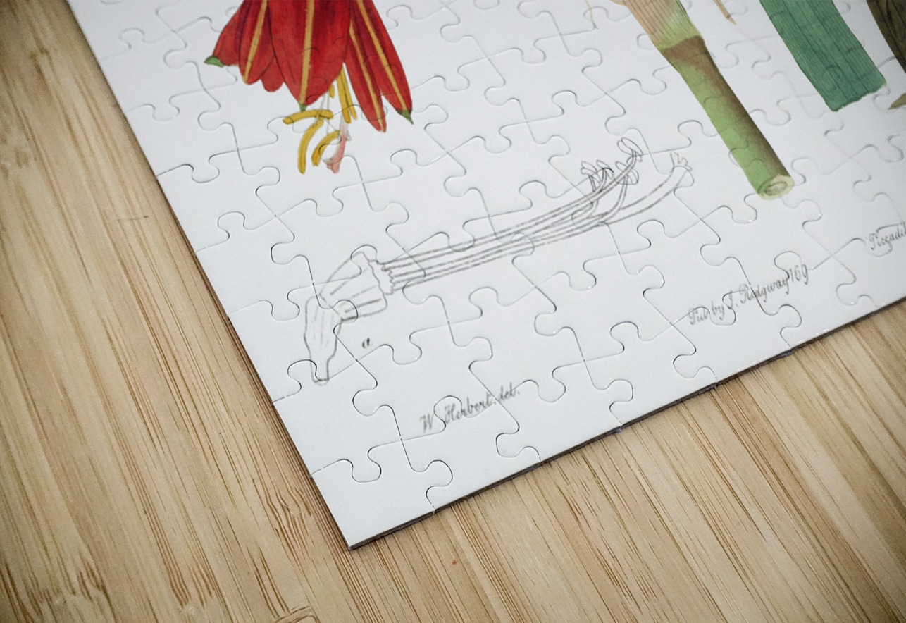 Habranthus phycelloides from Edwards Botanical Register 1829-1847  by Sydenham Edwards John Lindley and James Ridgway. IStockHistory com Puzzle