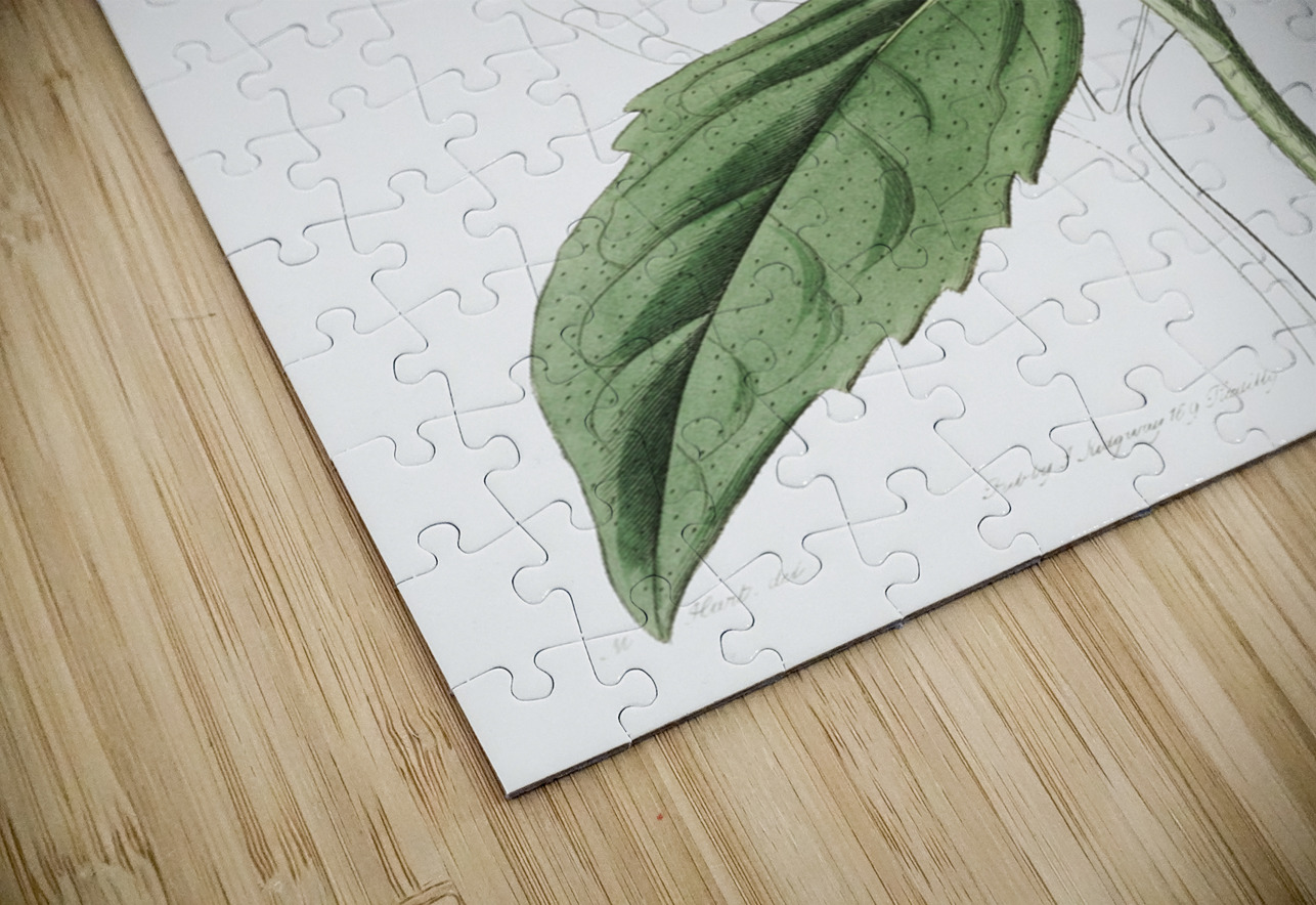 Californian Sunflower from Edwards Botanical Register 1829-1847  by Sydenham Edwards John Lindley and James Ridgway. IStockHistory com Puzzle