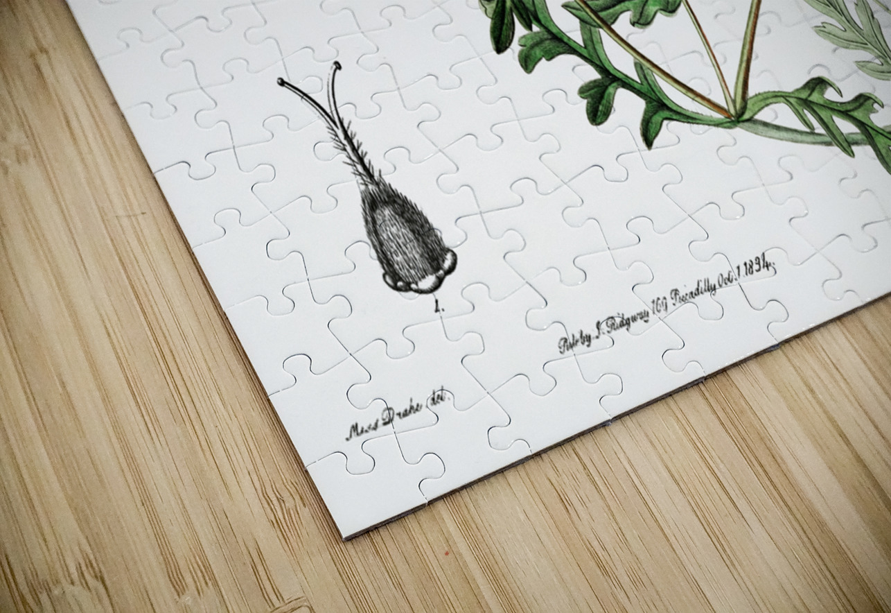 Shewy nemophila from Edwards Botanical Register 1829-1847  by Sydenham Edwards John Lindley and James Ridgway. IStockHistory com Puzzle