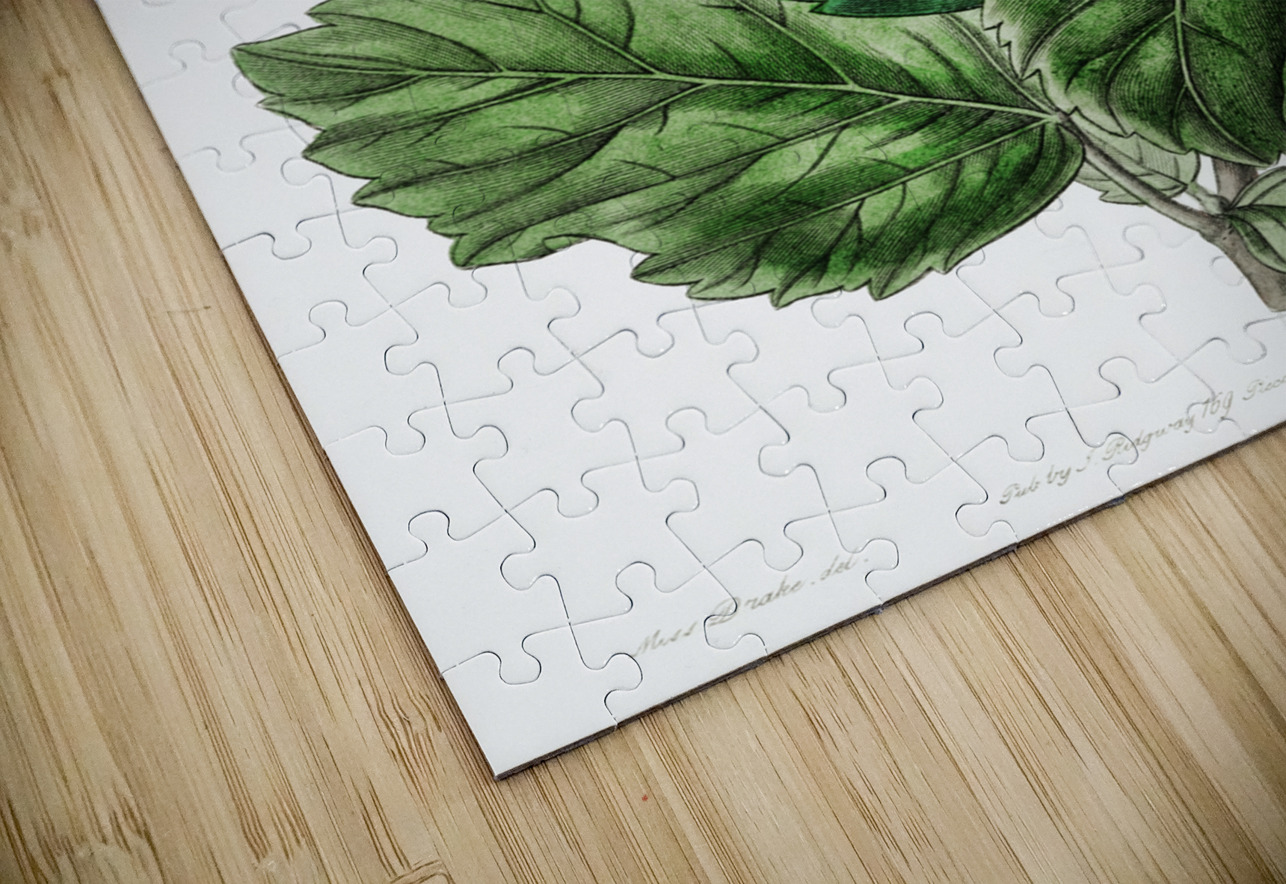 Single-flowered Chinese rose mallow from Edwards Botanical Register 1829-1847  by Sydenham Edwards John Lindley and James Ridgway. IStockHistory com Puzzle