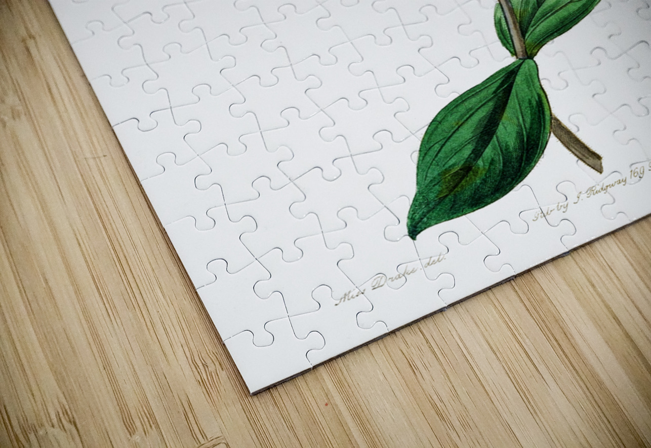 Bunges lychnis flowers from Edwards Botanical Register 1829-1847  by Sydenham Edwards John Lindley and James Ridgway. IStockHistory com Puzzle