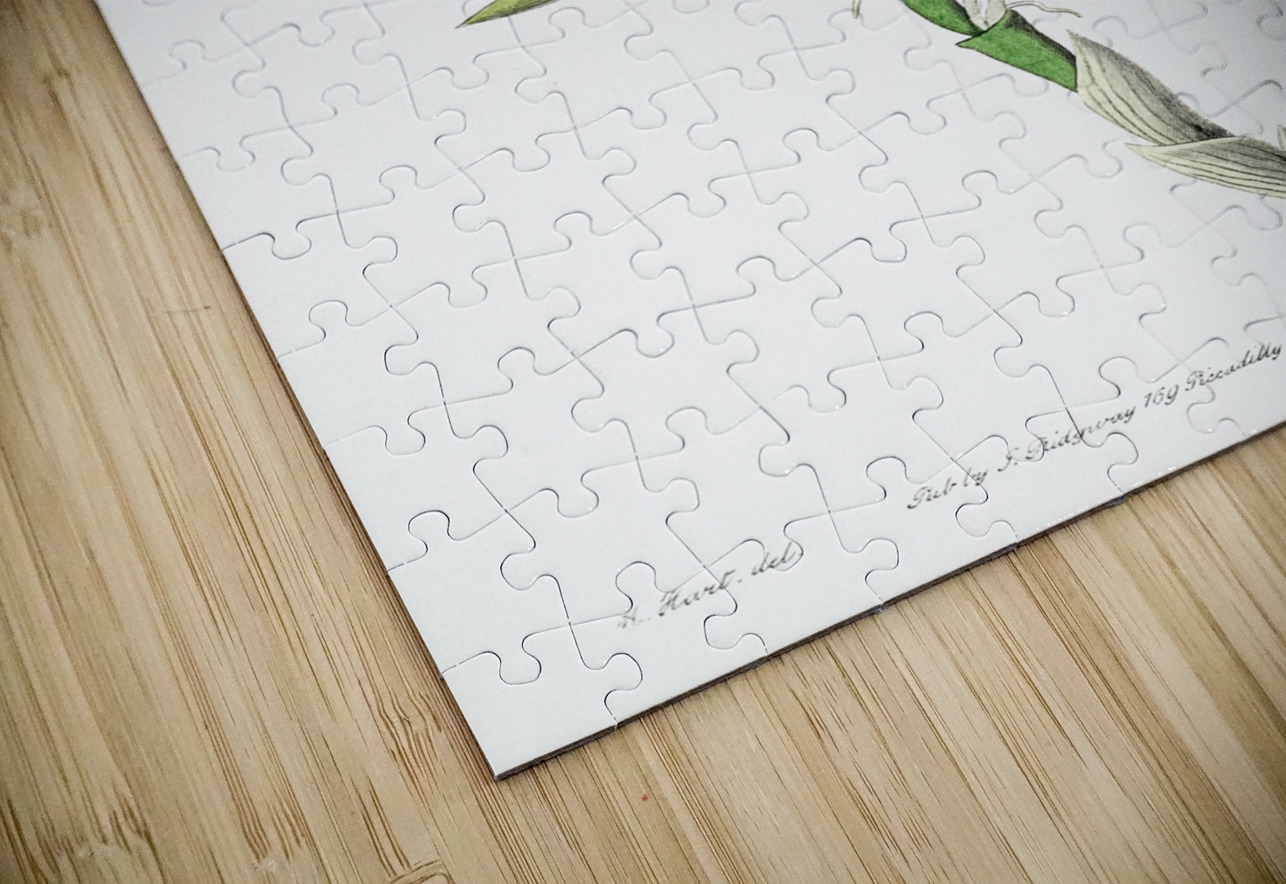 Two-edged dendrobium from Edwards Botanical Register 1829-1847  by Sydenham Edwards John Lindley and James Ridgway. IStockHistory com Puzzle