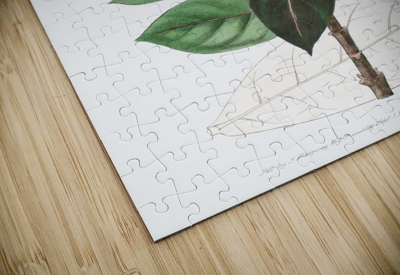 Tall calotropis from Edwards Botanical Register 1829-1847  by Sydenham Edwards John Lindley and James Ridgway. IStockHistory com Puzzle