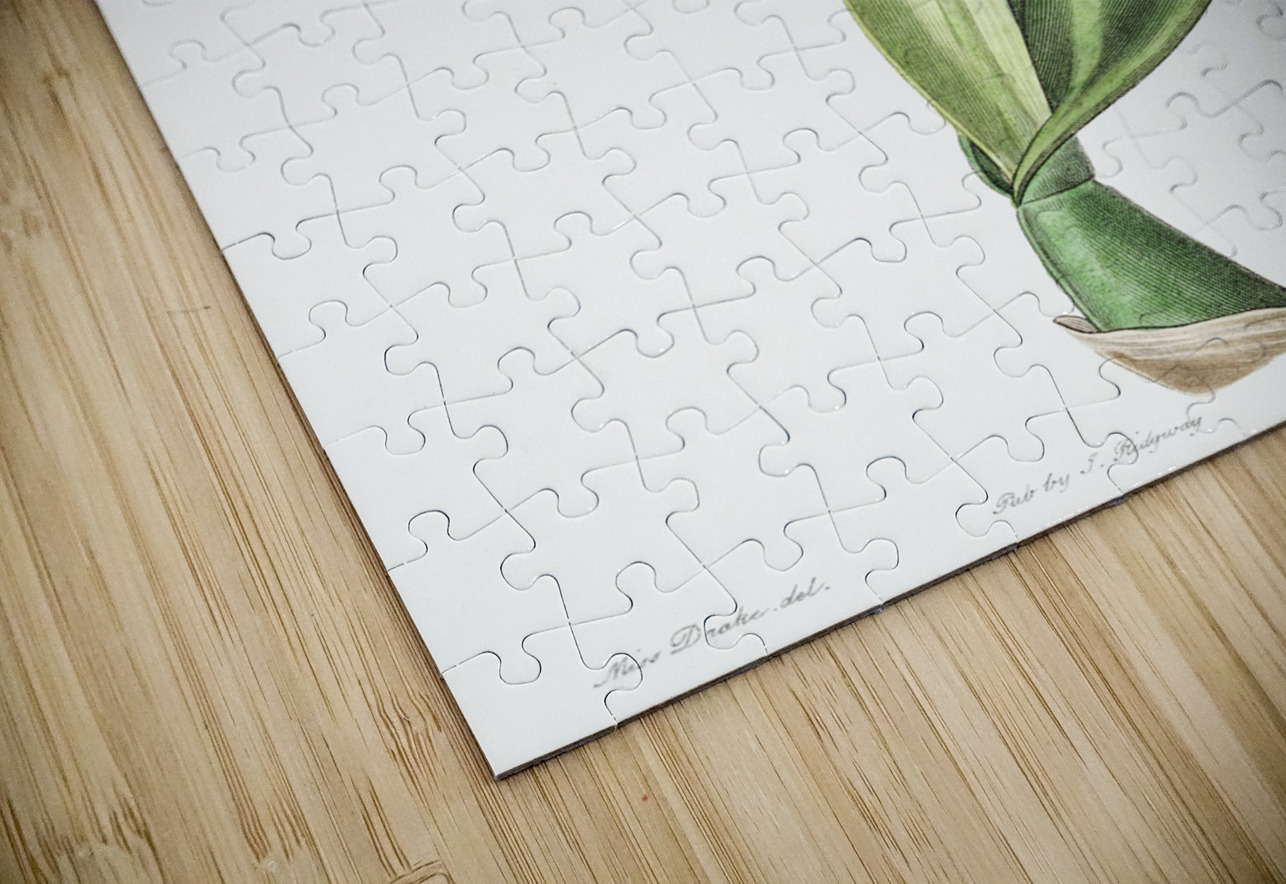 Crimson-lipped cattleya from Edwards Botanical Register 1829-1847  by Sydenham Edwards John Lindley and James Ridgway. IStockHistory com Puzzle