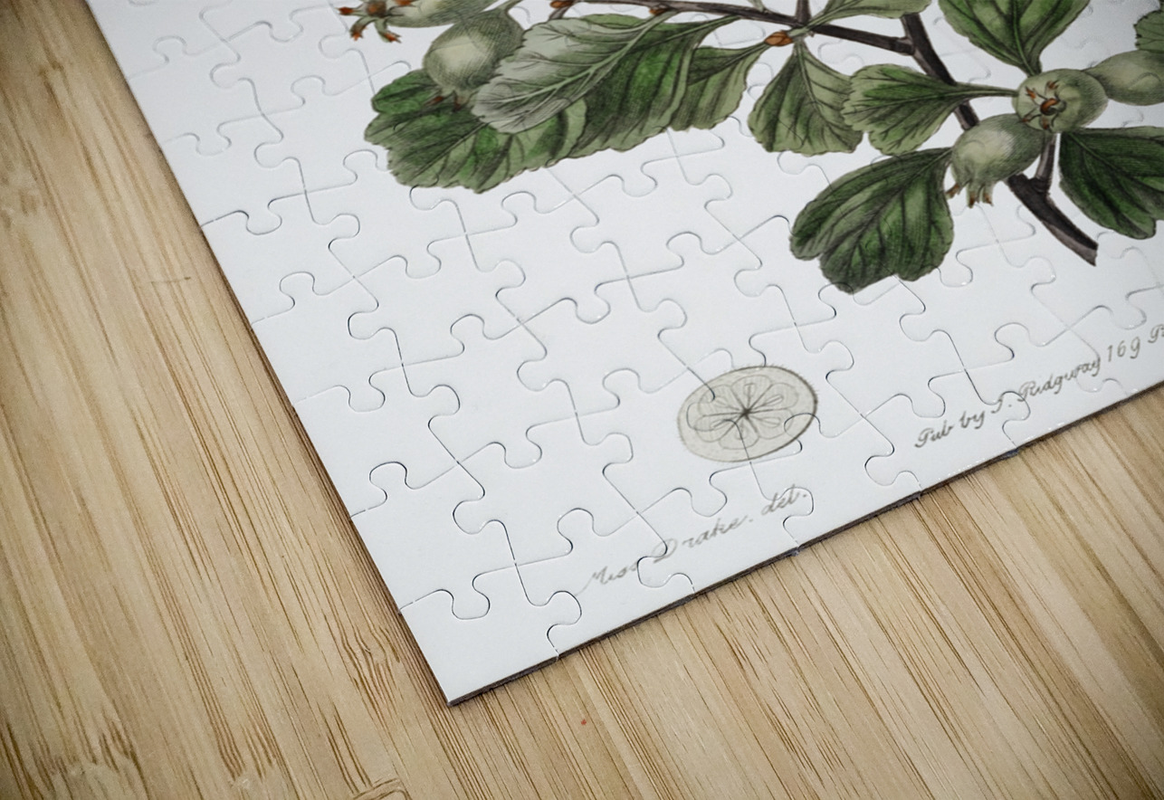 Spathula-leaved thorn from Edwards Botanical Register 1829-1847  by Sydenham Edwards John Lindley and James Ridgway. IStockHistory com Puzzle