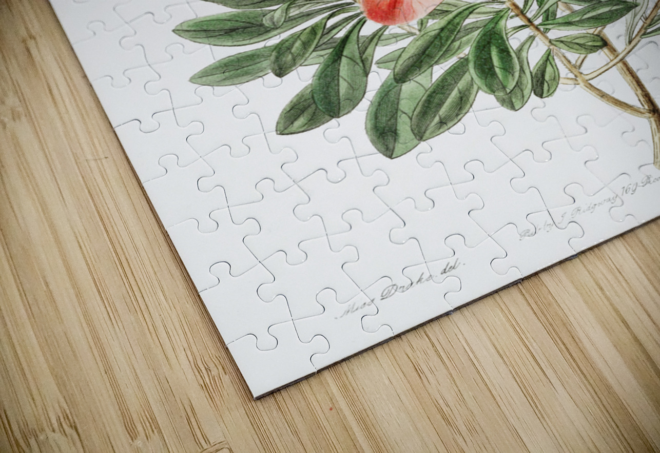 The brick-red Chinese azalea from Edwards Botanical Register 1829-1847  by Sydenham Edwards John Lindley and James Ridgway. IStockHistory com Puzzle